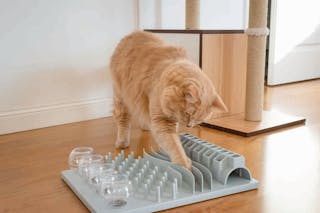 El uso diario de un dispensador de comida tipo puzle es una forma de estimulación mental y de evitar la ingesta excesiva de calorías en el gato